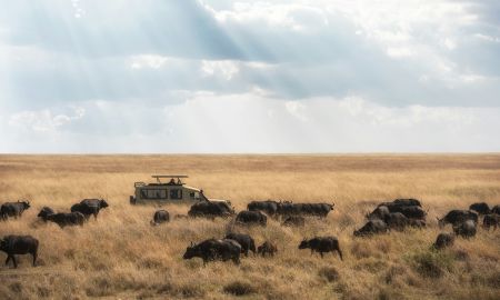 Buffalo Highway Escape