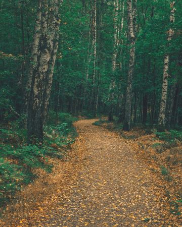 Majestic Woodland Whispers.