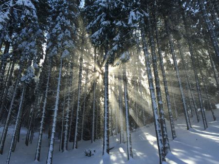 Glistening Winter Landscape