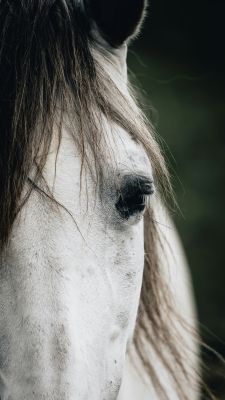 Majestic Mane Masterpiece