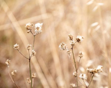 Outback Blooming Bliss