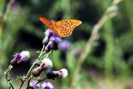 Graceful Winged Beauty